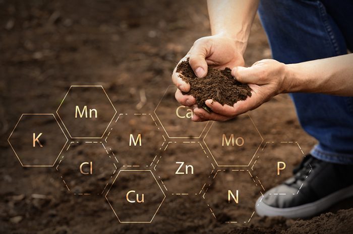 Man testing rich soil outdoors, closeup